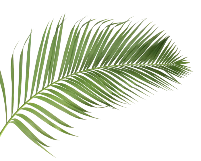Palm Leaf Left